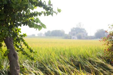 Punjab Pind | Village life, Life photo, Rural india