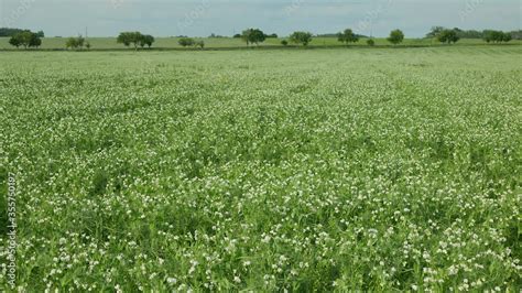 Peas Detail Blossom Flower White Bio Organic Farm Farming Cover Crop