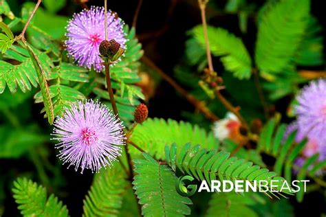 Mimosa Pudica Guide How To Grow And Care For Sensitive Plant”