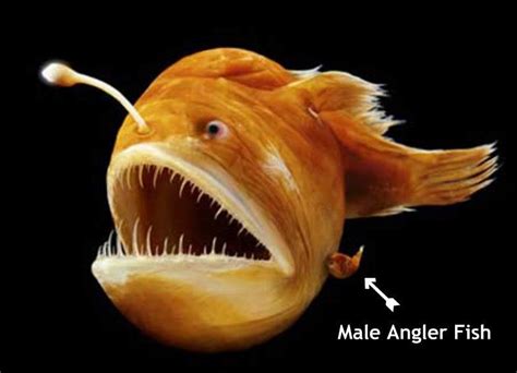 Female Angler Fish Absorbs Male