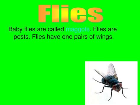 Ppt Insects Powerpoint Presentation Free Download Id2982286