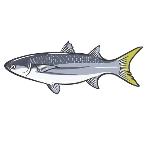 Mulletfish, Mullets, Pescado, Yellow Tailed Mullet PNG and Vector with ...