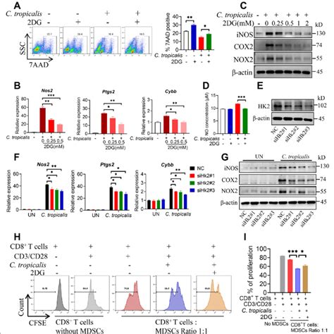 Glycolysis Mediates C Tropicalis Enhanced Immunosuppressive Function