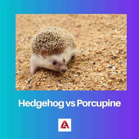 Hedgehog vs Porcupine: Difference and Comparison