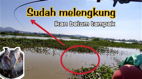 STRIKE FIRST AIR RAWA PENING SURUT IKAN MULAI PINDAH KE SUNGAI INI