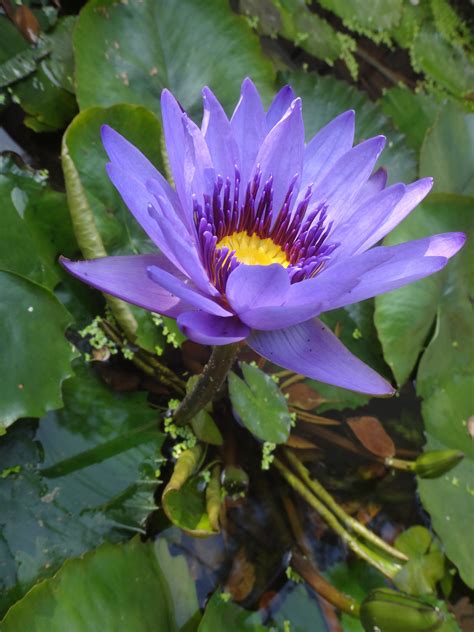 Kostenlose foto Natur blühen Blatt Blume lila Blütenblatt Grün