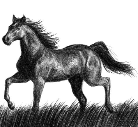 Black Stallion Drawing at PaintingValley.com | Explore collection of ...