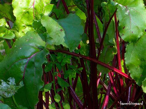 karens nature photography red stems  green leaves  beetroot