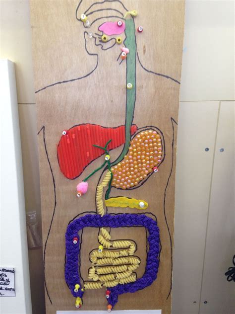 Digestive System Project Ideas