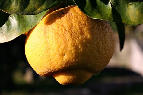 Citrus Bergamia • Naturdata Biodiversidade Em Portugal