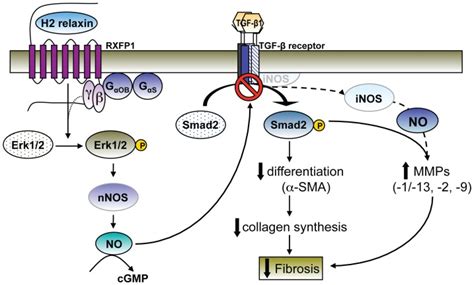 H2 Relaxin Binding To Rxfp1 On Myofibroblasts Transiently Stimulates