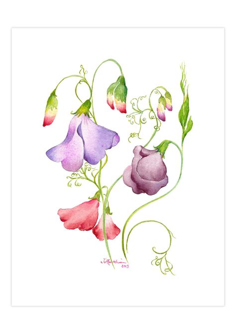 Sweet Pea Botanical Watercolor Art Print Etsy