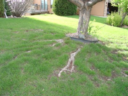 How Should I Manage Those Visible Surface Roots That Appear In Lawns