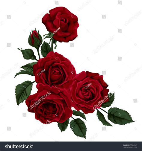 Beautiful Rose Isolated On White Red Stock Vector (Royalty Free ...