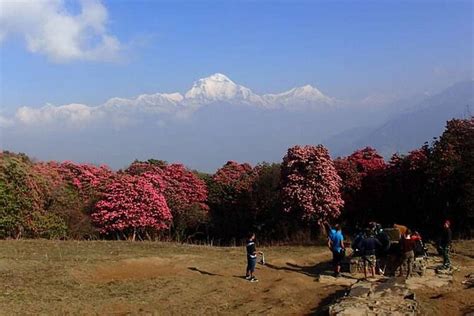 Ghorepani Poonhill Trek From Kathmandu Best Short Trek In Nepal