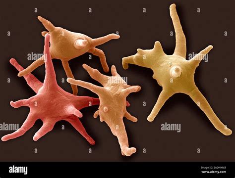 Amöbe Farbige Scanning Electron Micrograph SEM von vier Amoeba