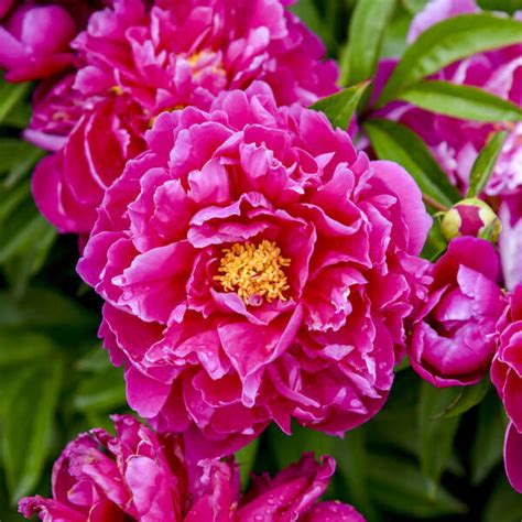 Paeonia Karl Rosenfield Perennial Resource