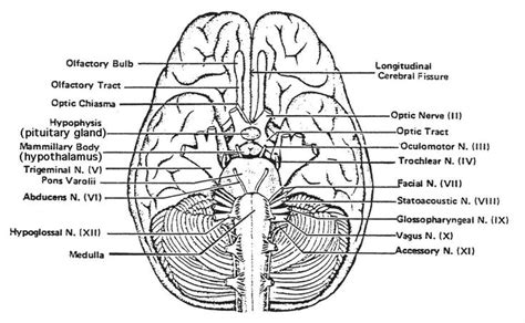 Human Brain Ventral View