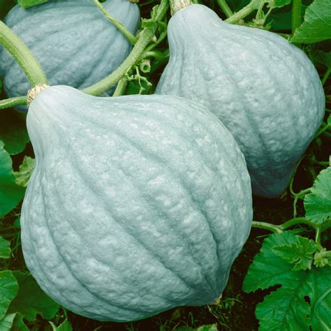 Organic Hubbard Blue Winter Squash Seeds Oz Seeds Non Gmo