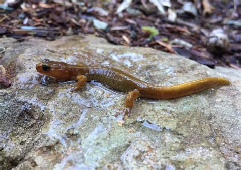 Mushroomgirl- A Vision of Bound Eroticism