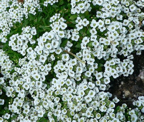 Alyssum White Carpet Of Snow Lobularia Maritima Seeds