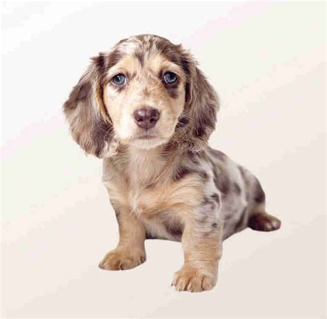 Blonde Dapple Dachshund Stunning Doxie For Sale