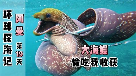 《环球探海记》阿曼~第19天：这条大海鳗趁我没在，居然偷吃我刚收获的大墨鱼！环球赶海旅行阿曼旅行自由潜渔猎户外美食 Youtube