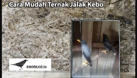 Cara Mudah Ternak Jalak Kebo Kombi Id