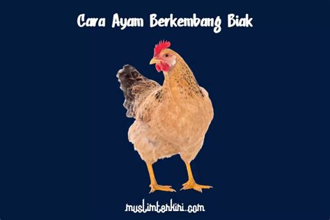 Ayam Berkembang Biak Dengan Cara Bertelur Ini Penjelasannya Muslim