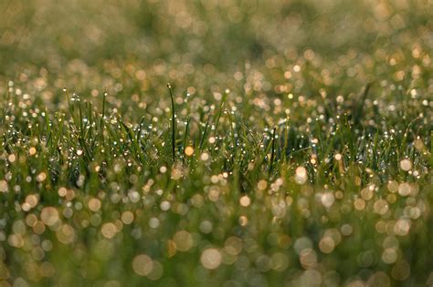 Wallpaper Sunlight Water Nature Field Closeup Green Sony Bokeh