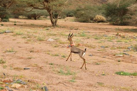 Saudi wildlife center uses satellite tracking devices to monitor ...