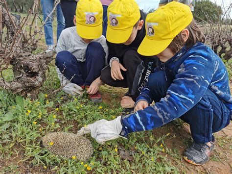 Liberan Erizos Recuperados Tras Ser Salvados De Los Incendios En El