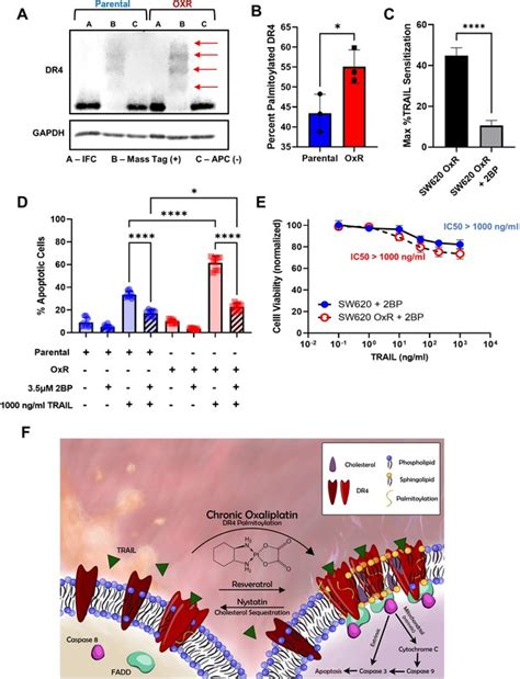 Oxaliplatin Resistance In Colorectal Cancer Enhances Trail Sensitivity