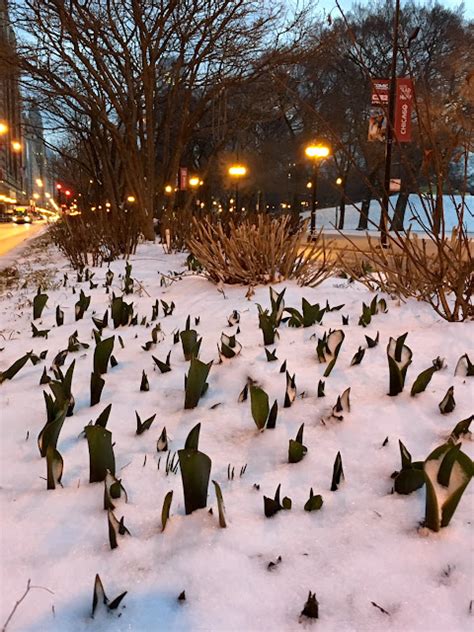 Sloopin A South Loop Blog Shotsaroundthesloop Brave Tulips