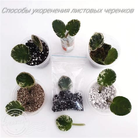 Как укоренить листовой черенок фиалки Самый беспроигрышный вариант для ...