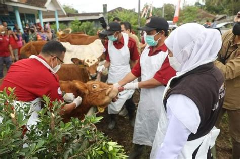 Monitoring Langsung Khofifah Percepatan Vaksinasi PMK Tidak Boleh Melemah