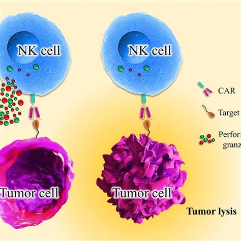 Engineered Activatory Receptors Of Nk Cells Strengthen Nk Cells In