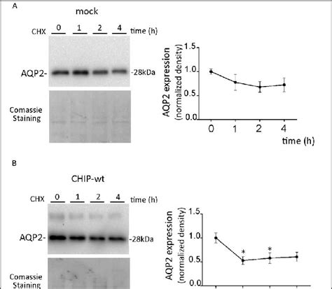 Aqp Abundance In Mcd Cells Decreased After Protein Synthesis