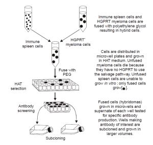 DEVELOPMENT OF HYBRIDOMA FOR MONOCLONAL ANTIBODIES (MABs) - Biology Ease