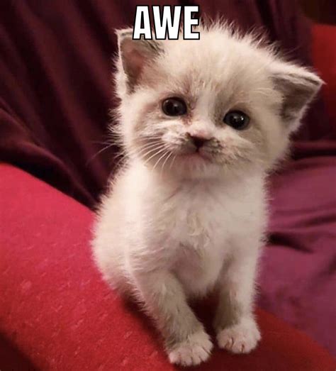 SHUT THE FUCK UP R Okbuddyretard