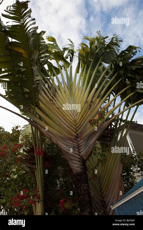 Travelers palm tree hi-res stock photography and images - Alamy