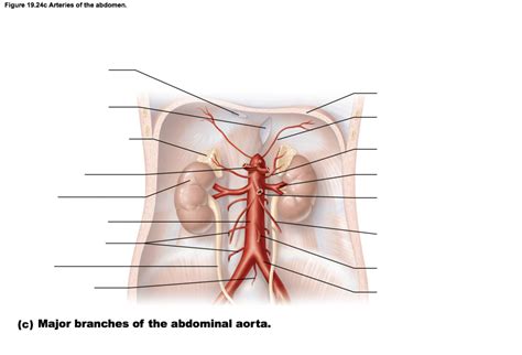 Figure 32 6 Arteries Of The Abdomen Part 2 Diagram Quizlet