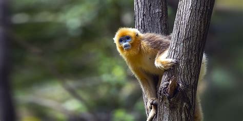 Animals Native To China Worldatlas