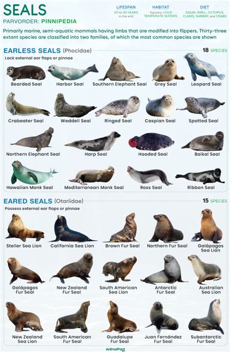 Eared Seal Types Characteristics Habitat Diet And Pictures