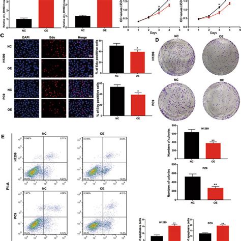 Upregulation Of Circ0008234 Suppressed Cell Proliferation And Promoted