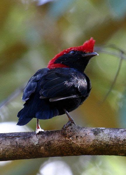 The Helmeted Manakin (Antilophia galeata) is a small species of bird in ...