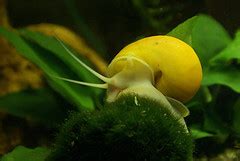 Freshwater Aquatic Snails: Species Overview | PetHelpful