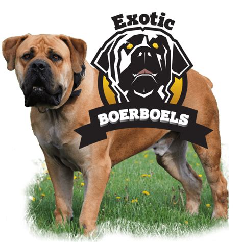 The Best African Boerboel dogs: Ever Exotics Outlaw