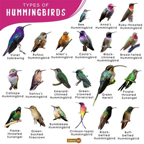 Species Of Hummingbirds South Nature Blog Network