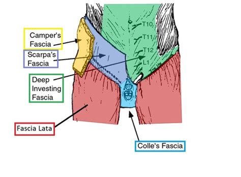 Anat D Lecture Perineum Vulvar Urogenital Triangle Flashcards